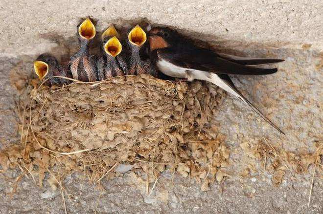 Natural Barn Swallow Nest